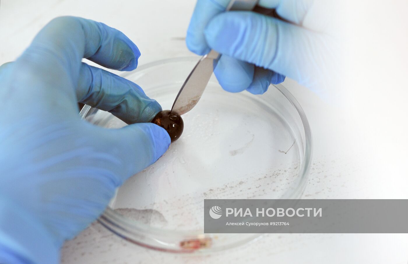Выведение новых сортов ягод в центре "Агропищепром" в Мичуринске