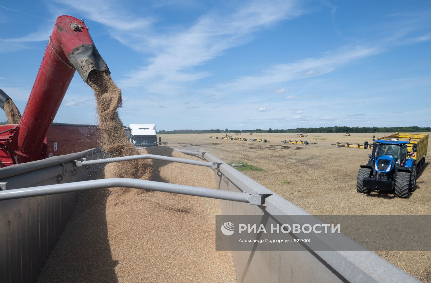 Уборка пшеницы в Калининградской области