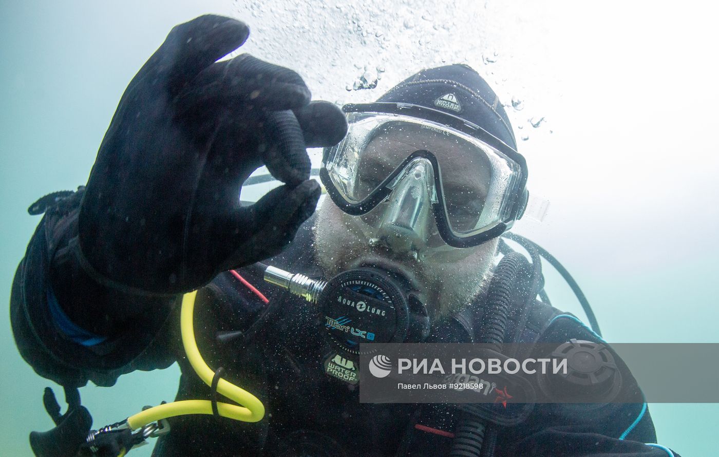 Дайвинг в Мурманской области