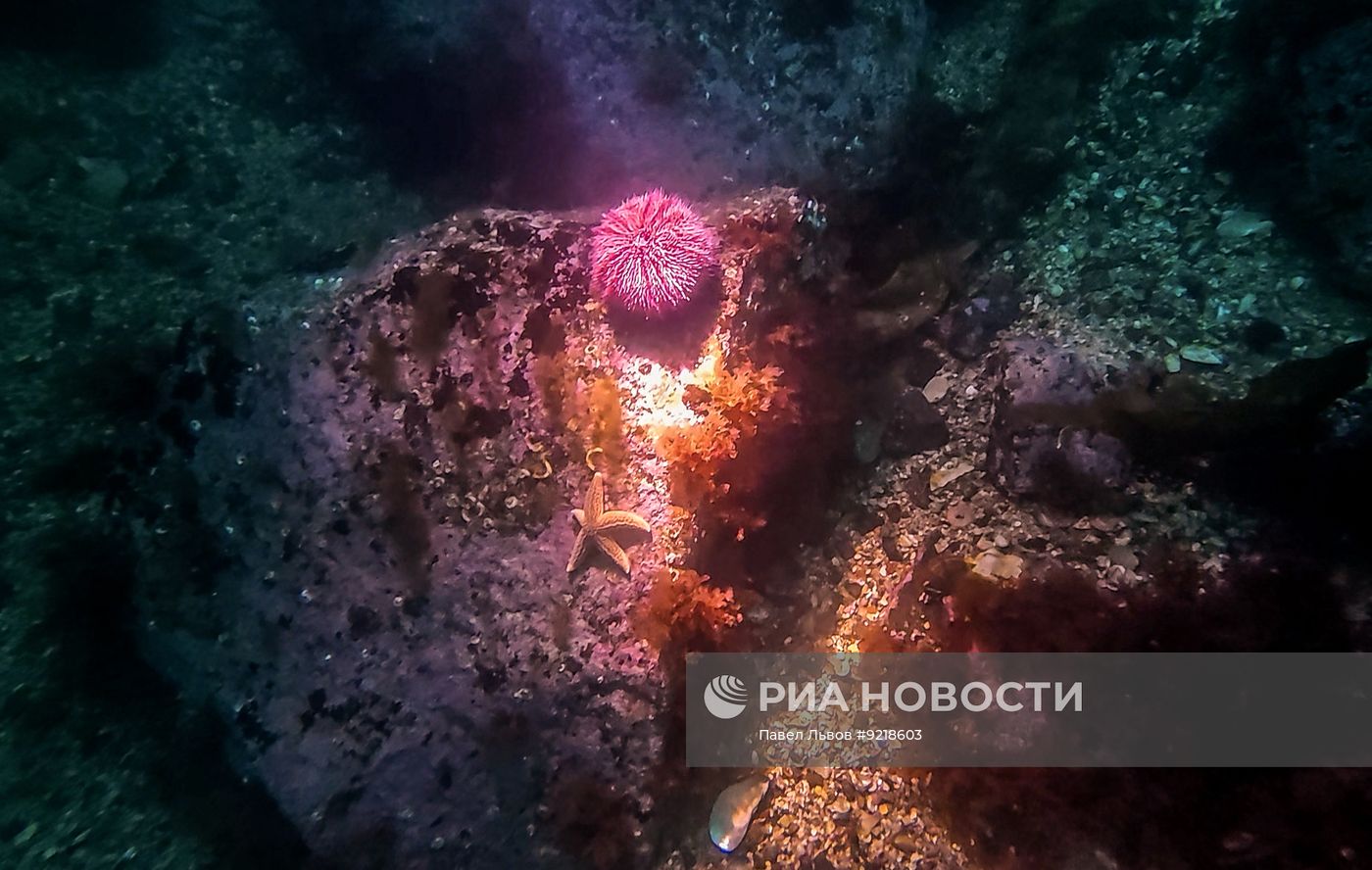 Дайвинг в Мурманской области