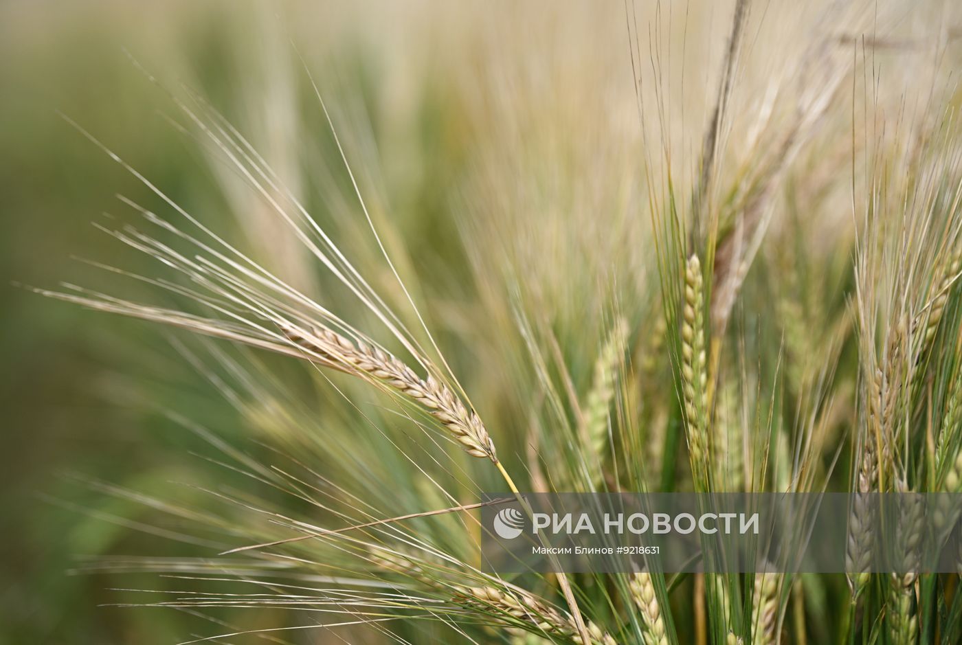 Агропромышленная выставка "День поля Московской области"