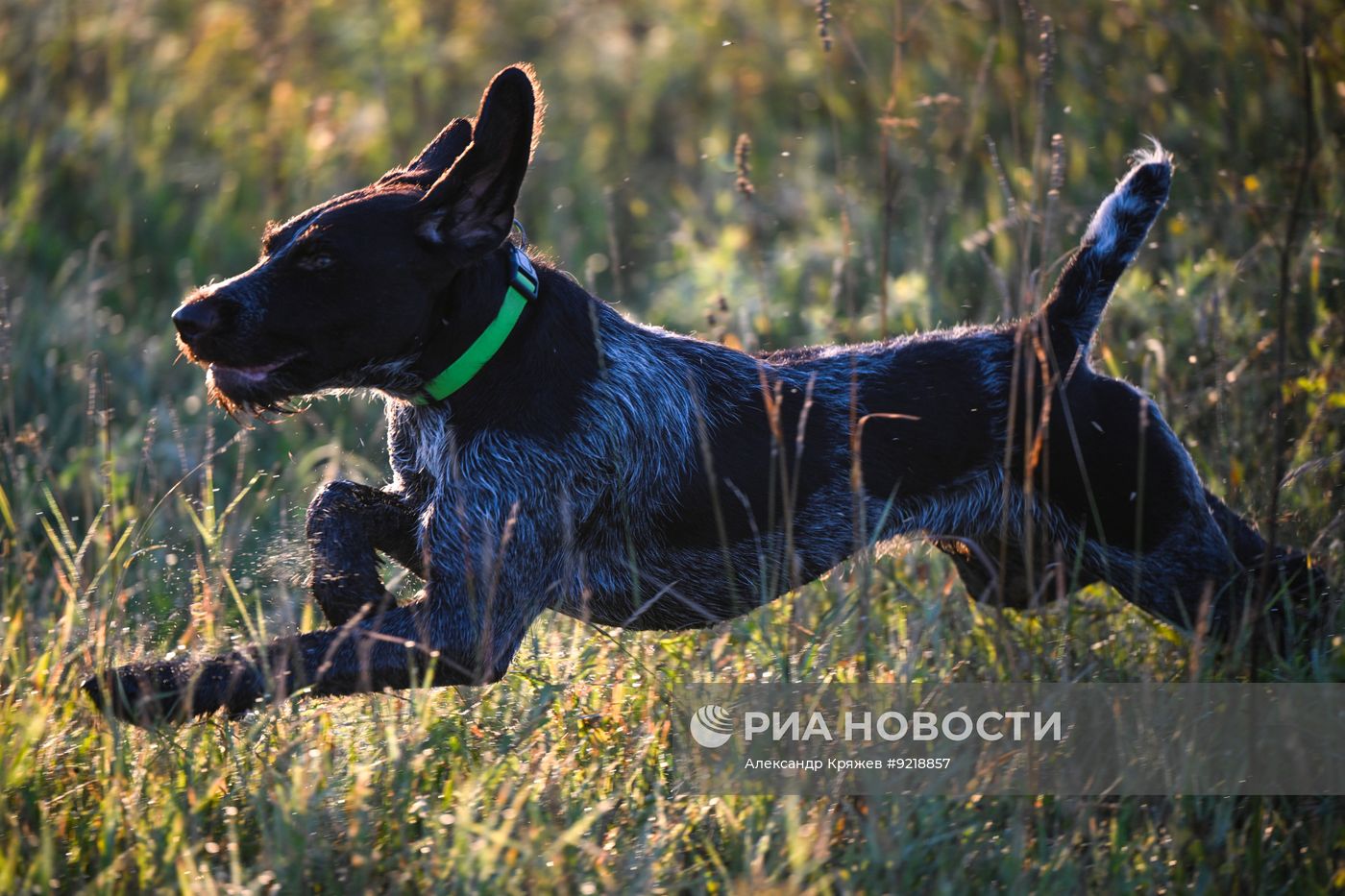 Состязания легавых собак "Перепел Сибири"