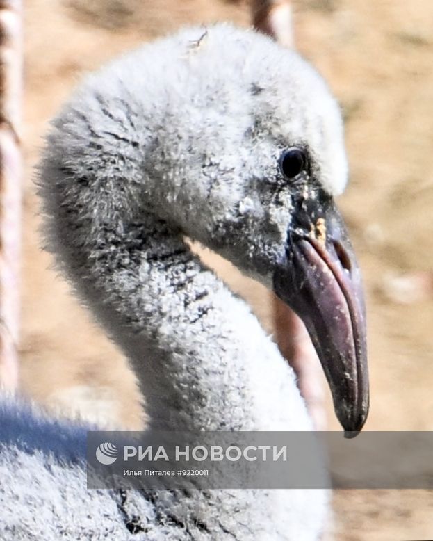 В Московском зоопарке появились птенцы красного фламинго и детеныши винторогих козлов