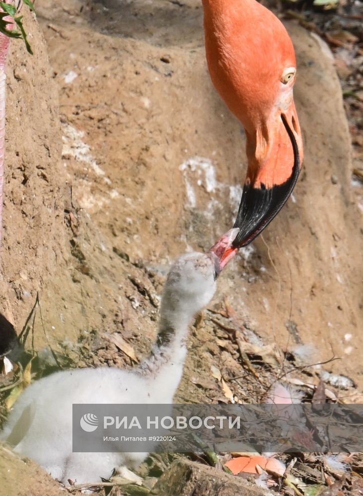 В Московском зоопарке появились птенцы красного фламинго и детеныши винторогих козлов