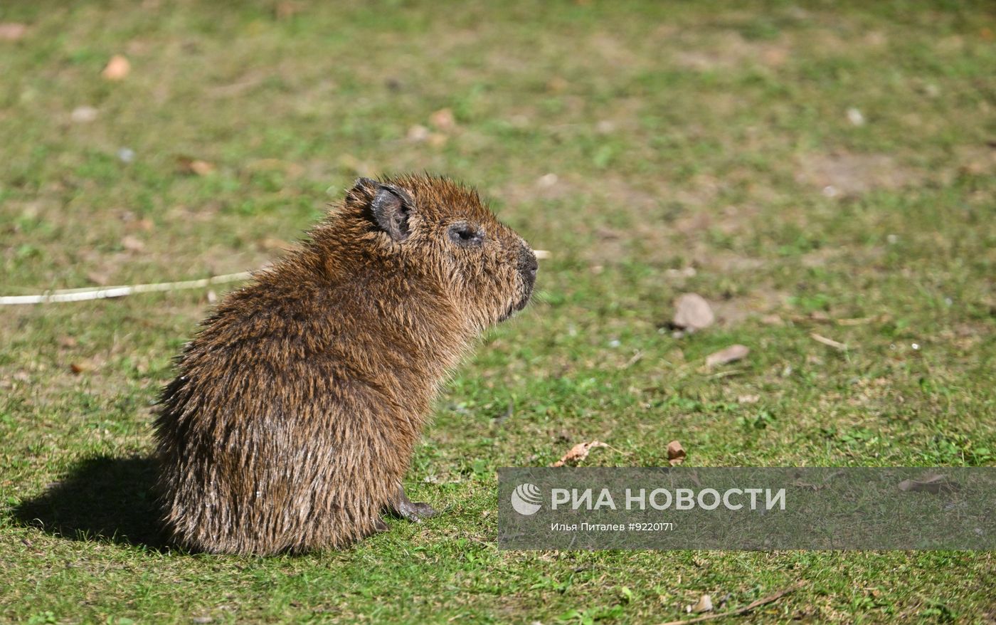 В Московском зоопарке появились птенцы красного фламинго и детеныши винторогих козлов