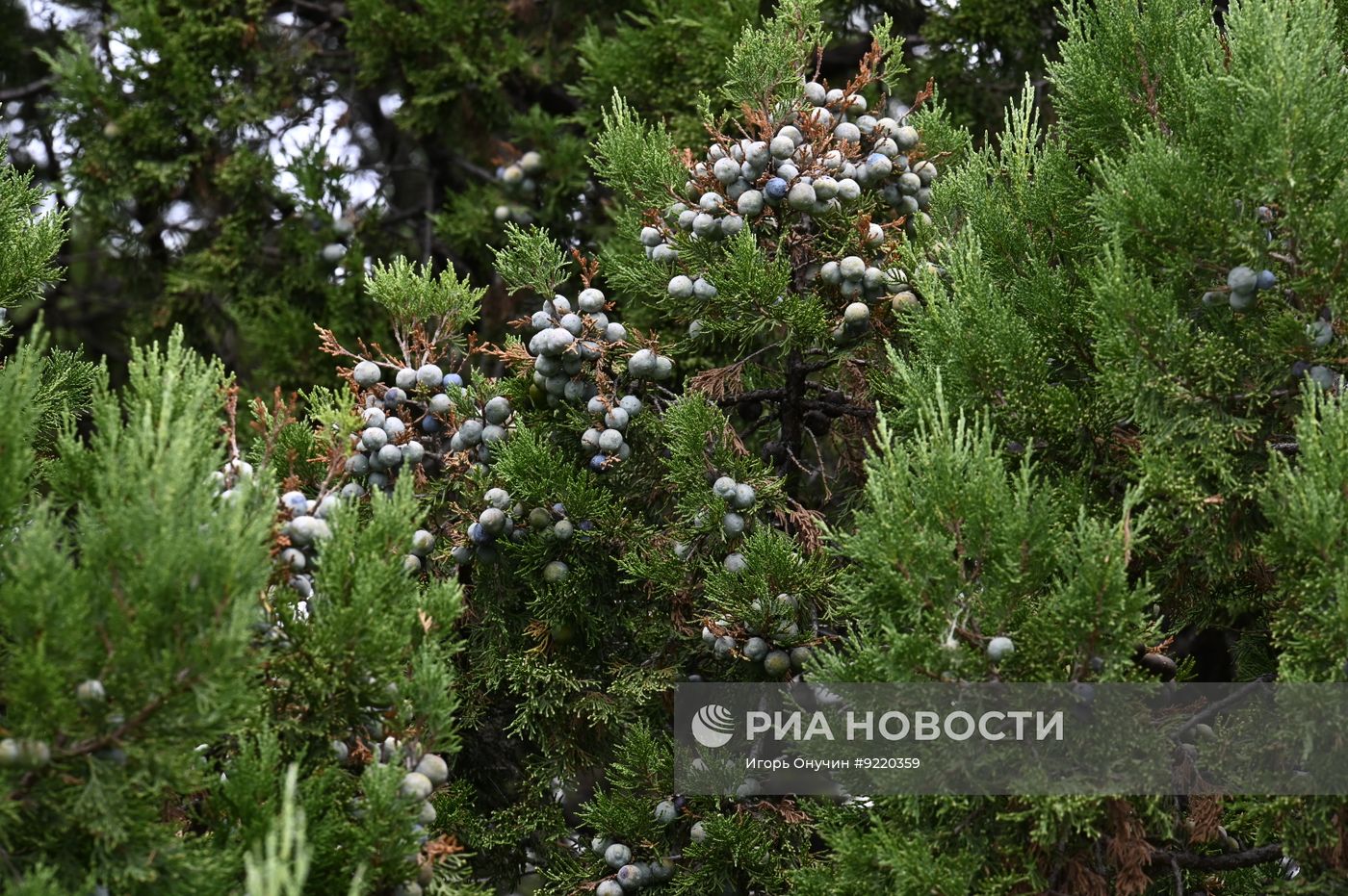 Заповедник "Утриш" в Краснодарском крае