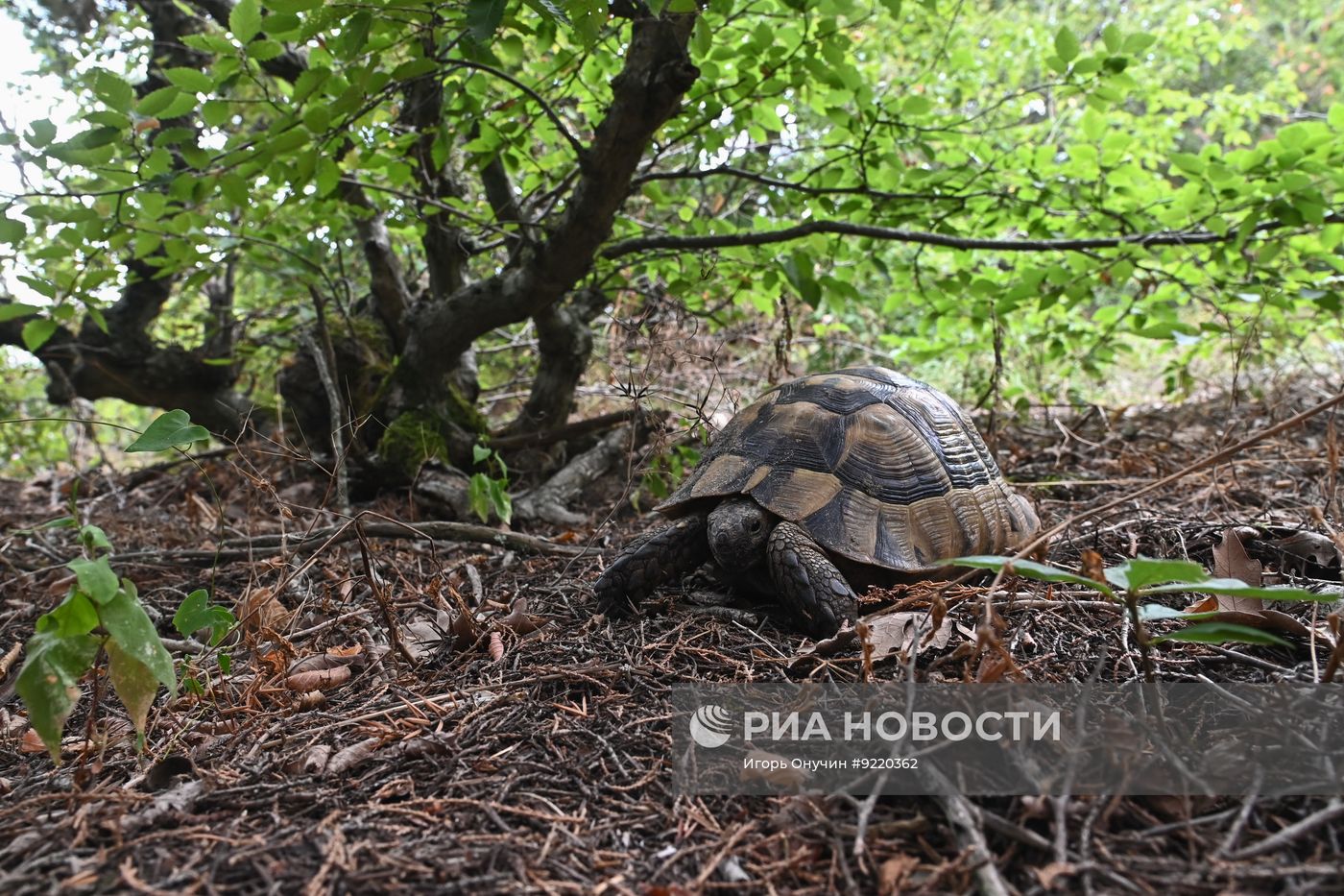 Заповедник "Утриш" в Краснодарском крае