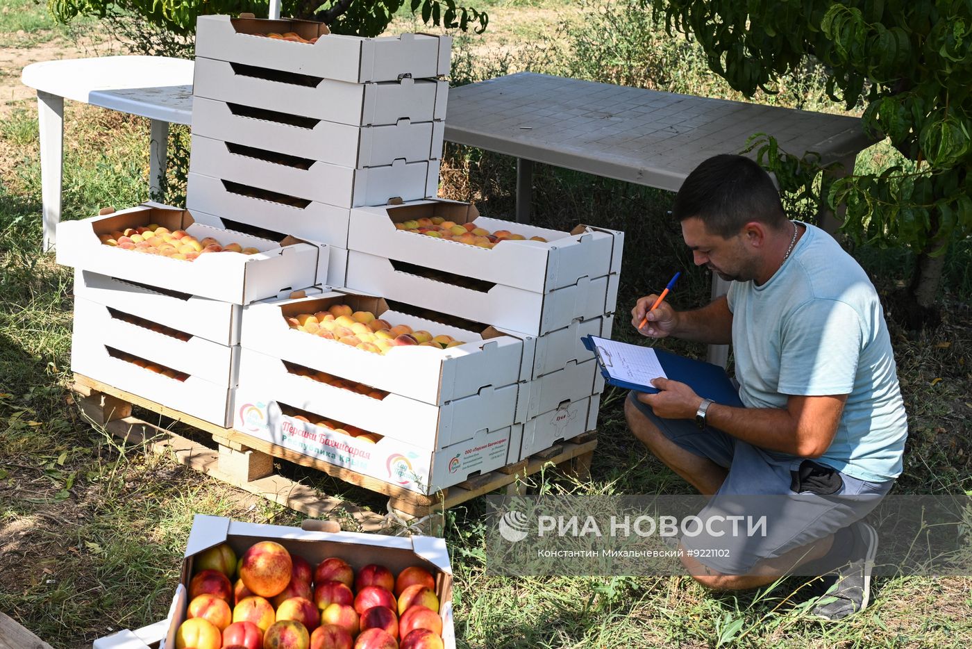 Сбор персиков в Крыму