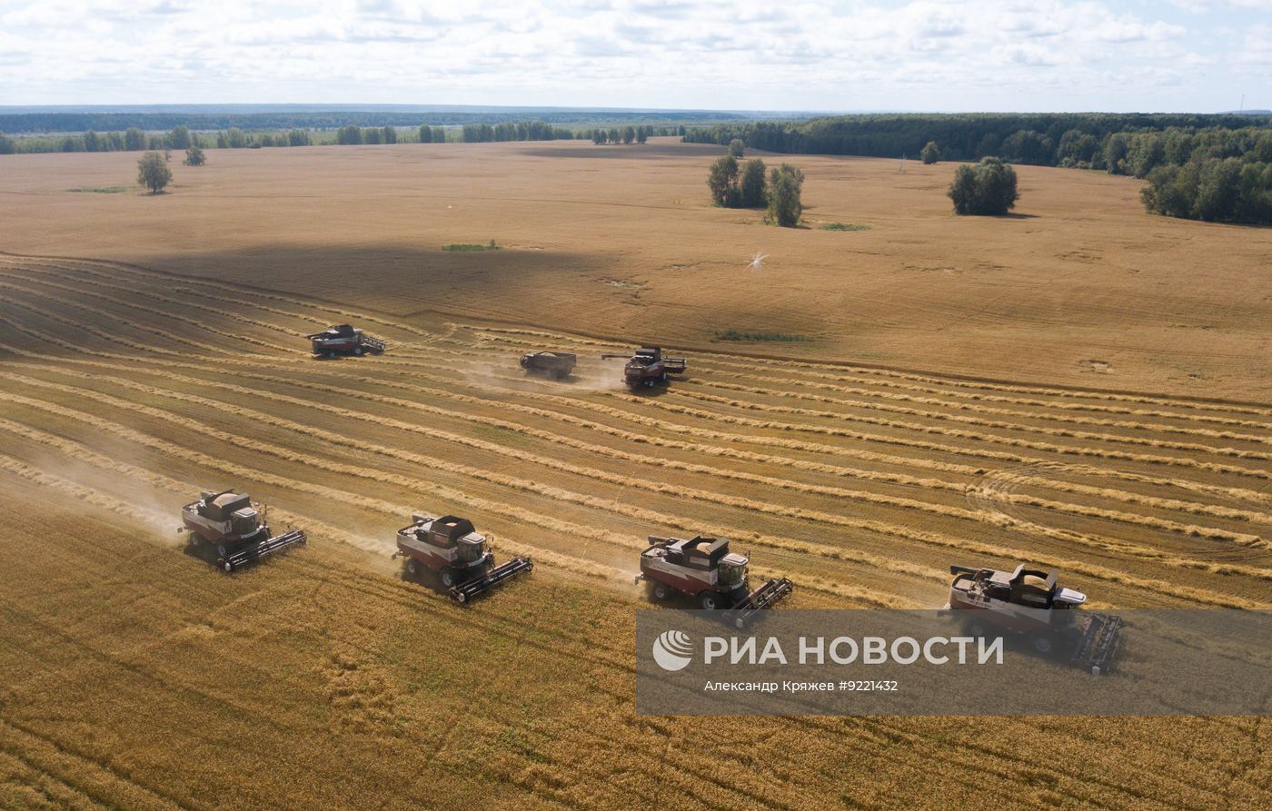 Сбор урожая зерновых в Новосибирской области