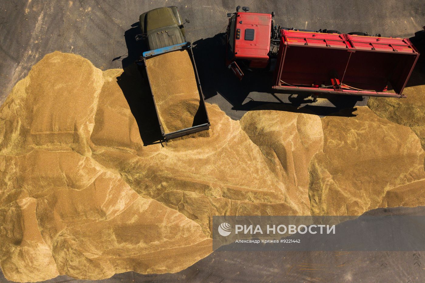 Сбор урожая зерновых в Новосибирской области