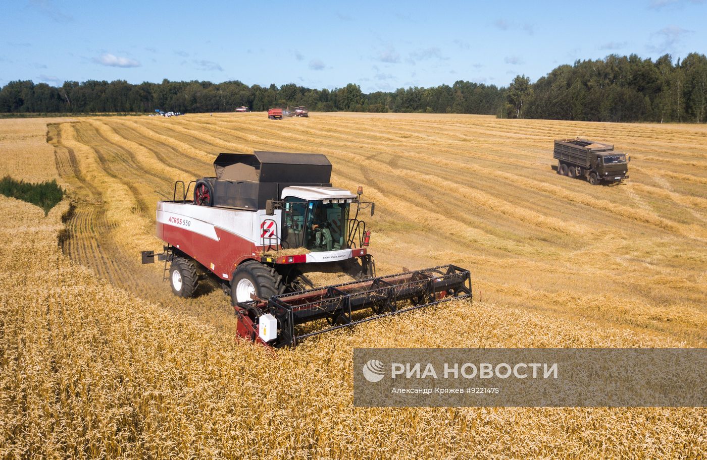 Сбор урожая зерновых в Новосибирской области