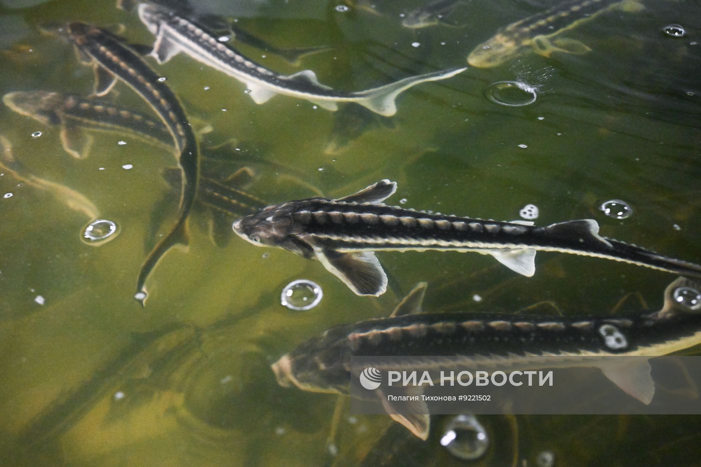 Осетровая ферма в Подмосковье