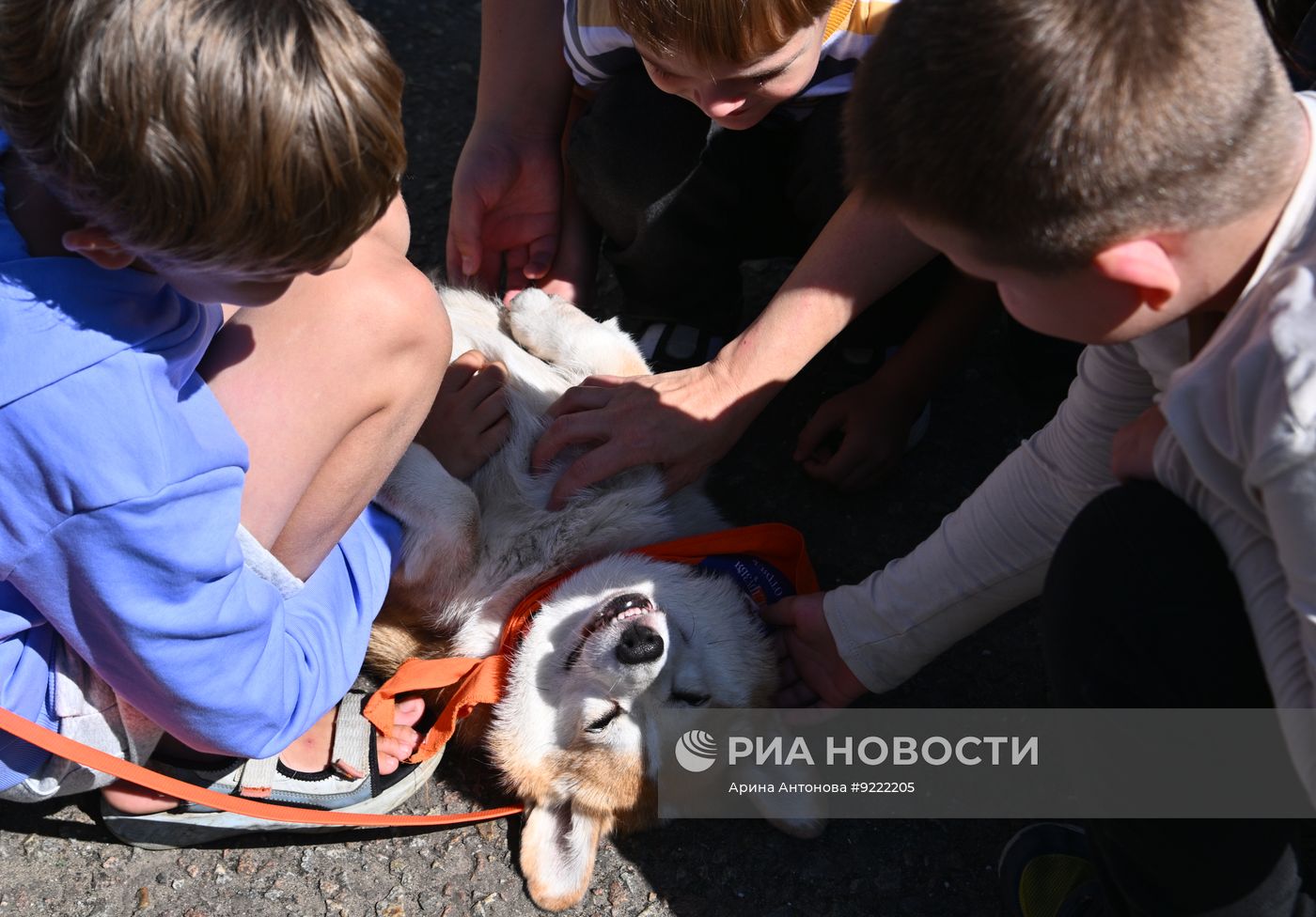 Фестиваль "День фронтовой собаки" в Москве
