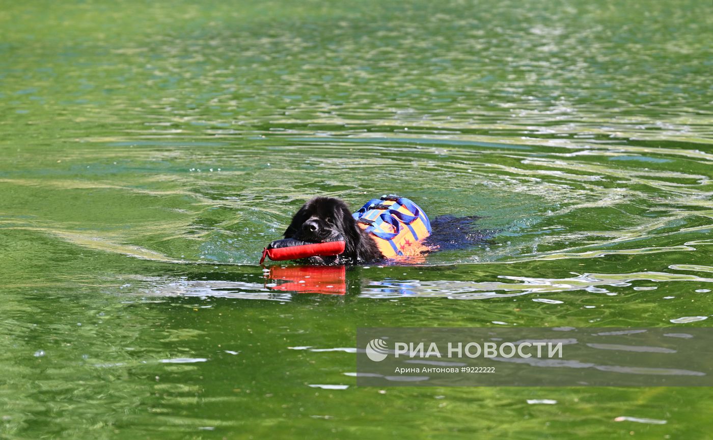 Фестиваль "День фронтовой собаки" в Москве