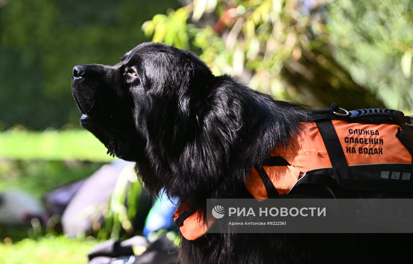 Фестиваль "День фронтовой собаки" в Москве
