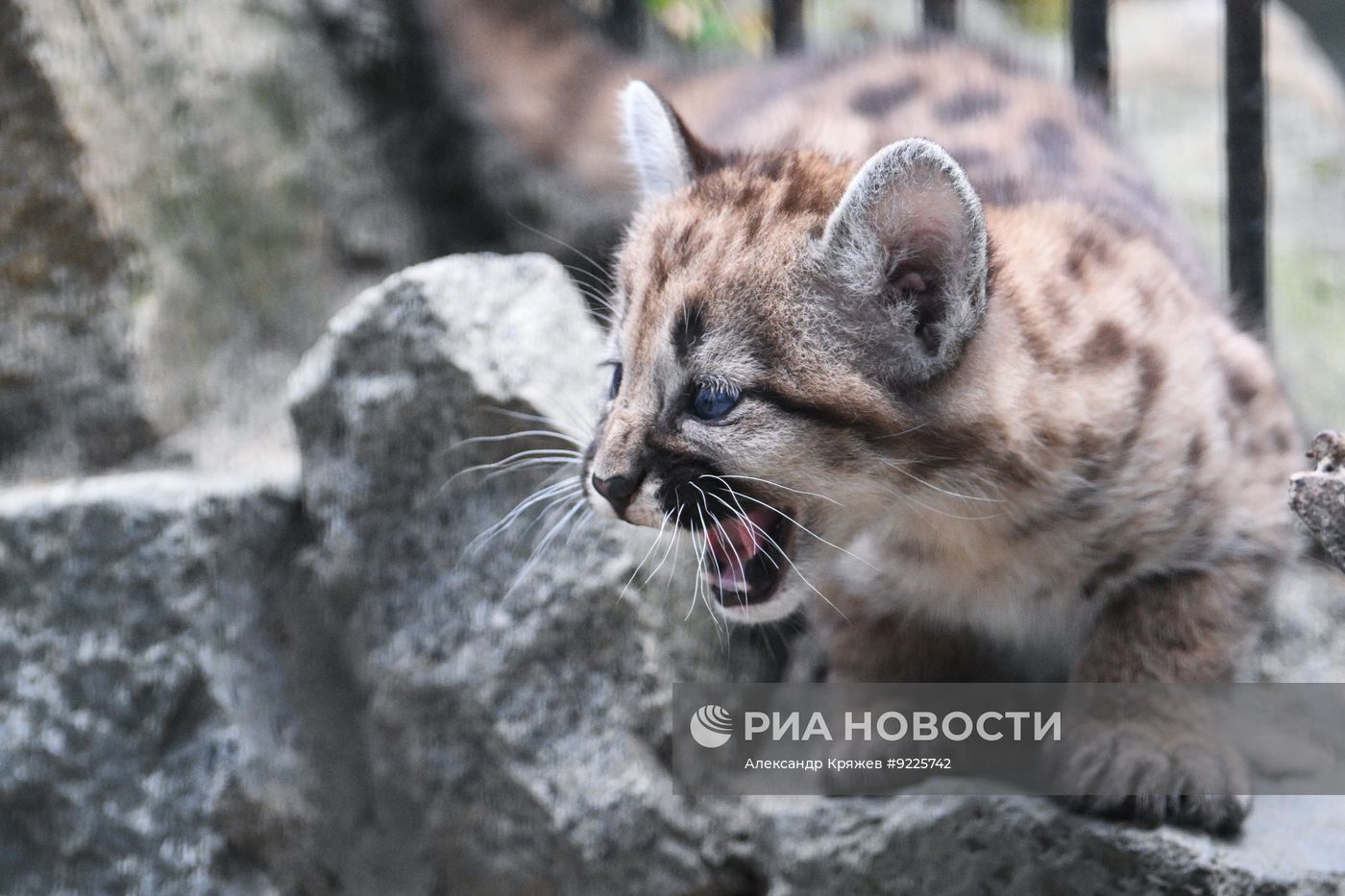 В Новосибирском зоопарке родились детеныши пумы