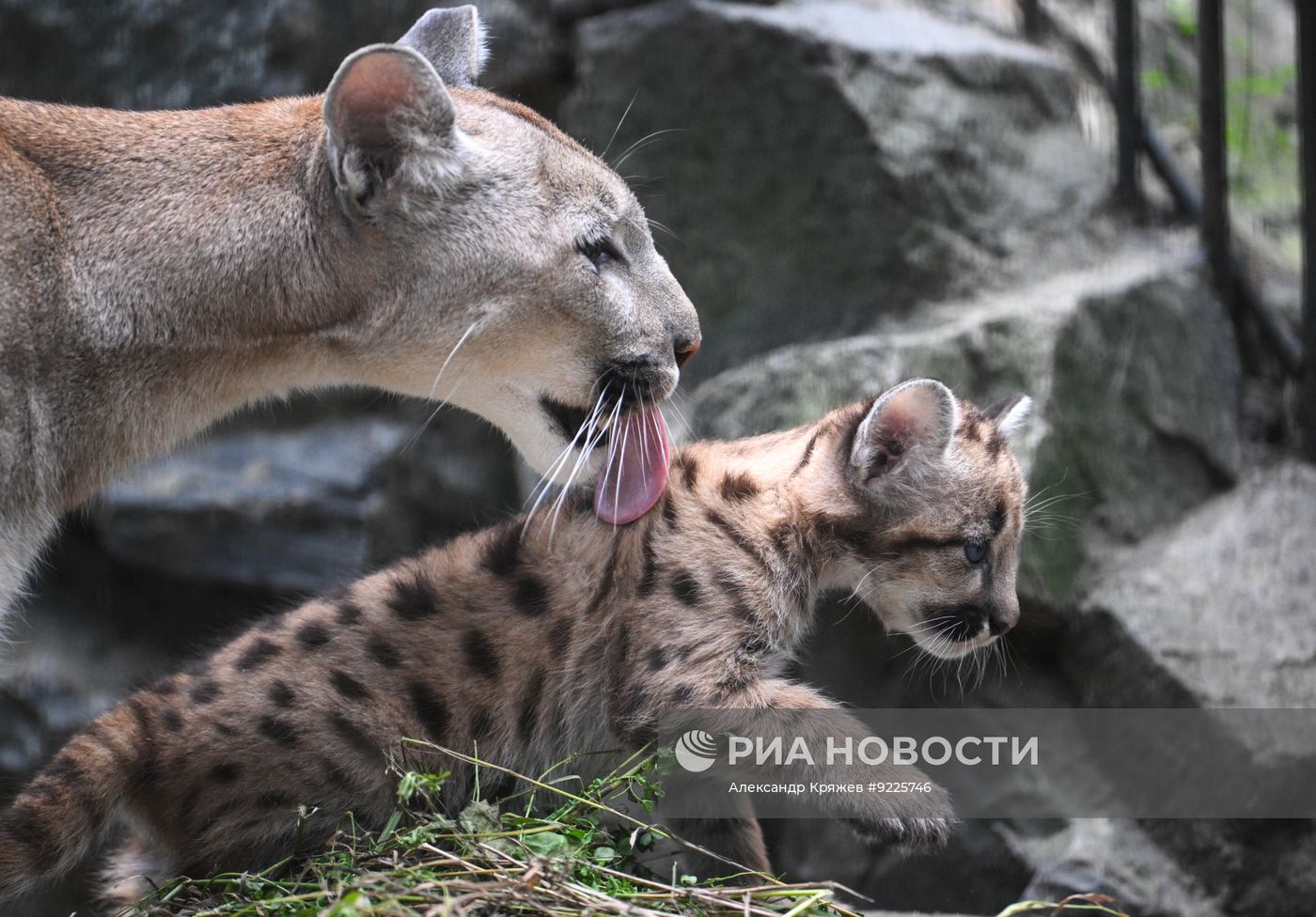 В Новосибирском зоопарке родились детеныши пумы