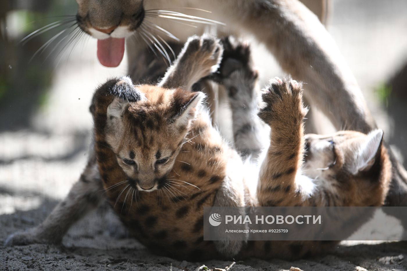 В Новосибирском зоопарке родились детеныши пумы