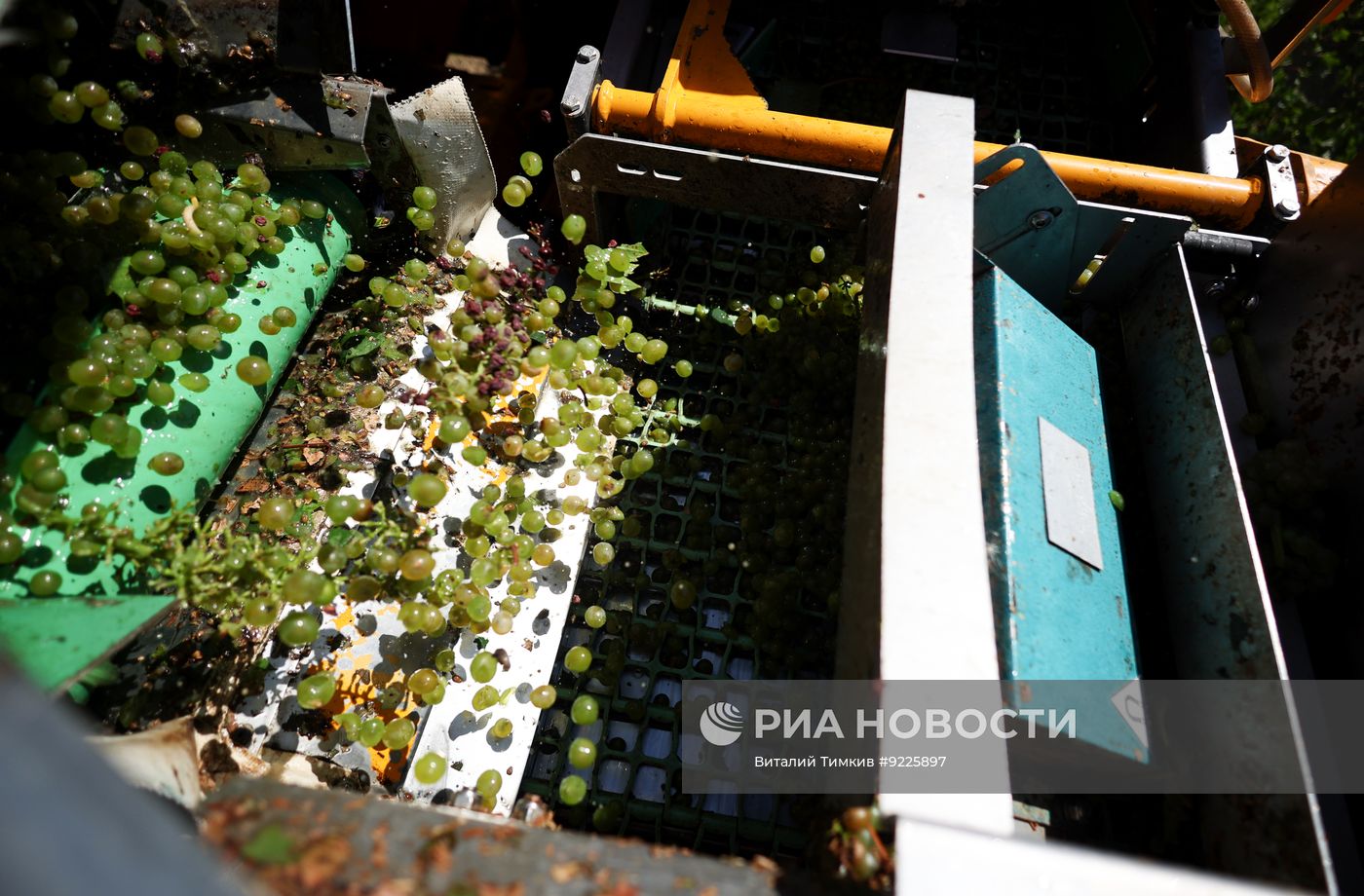 Сбор урожая винограда в Краснодарском крае