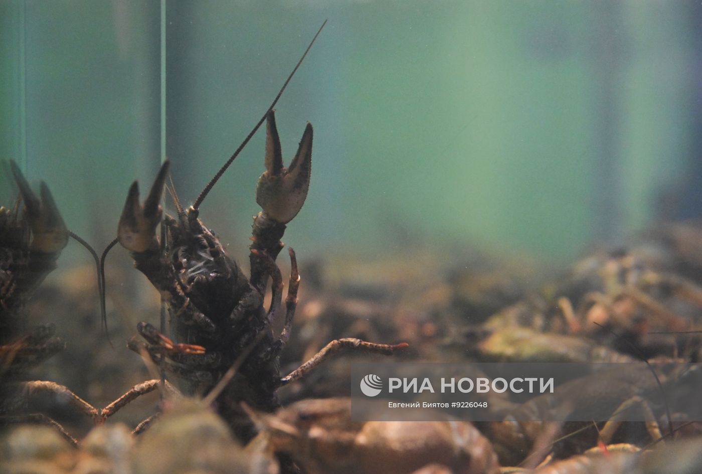 Рыбный рынок "Москва – на волне"