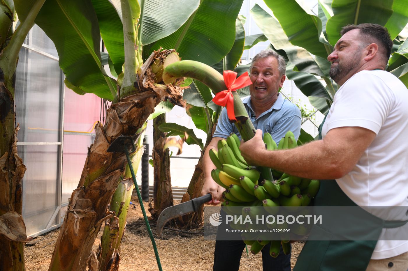 Первый урожай российских бананов в Сочи