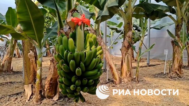 Урожай бананов, выращенный в России