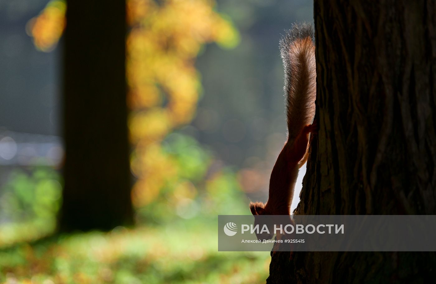 Золотая осень в Санкт-Петербурге