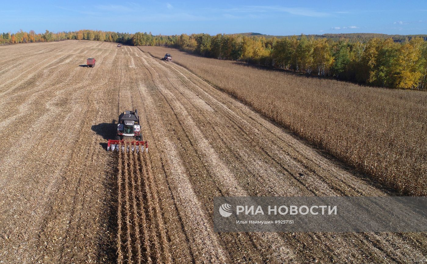 Сбор урожая зерна кукурузы в Красноярском крае