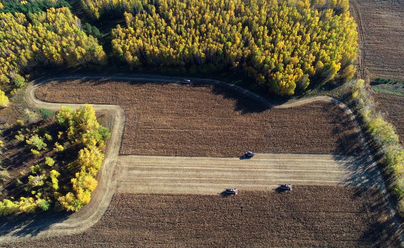 Сбор урожая зерна кукурузы в Красноярском крае