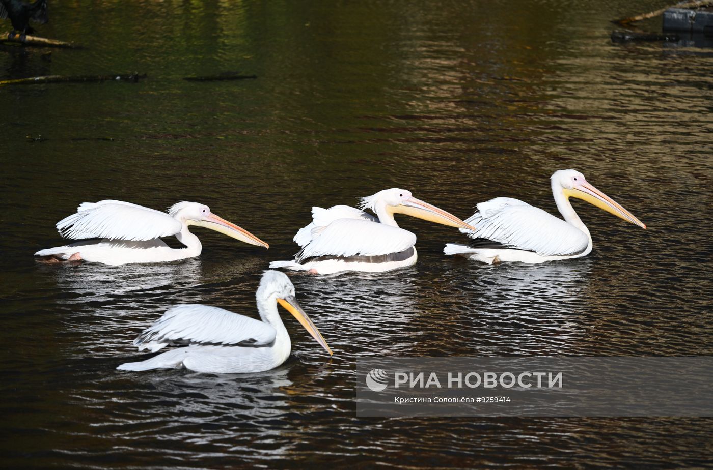 Осень в Московском зоопарке