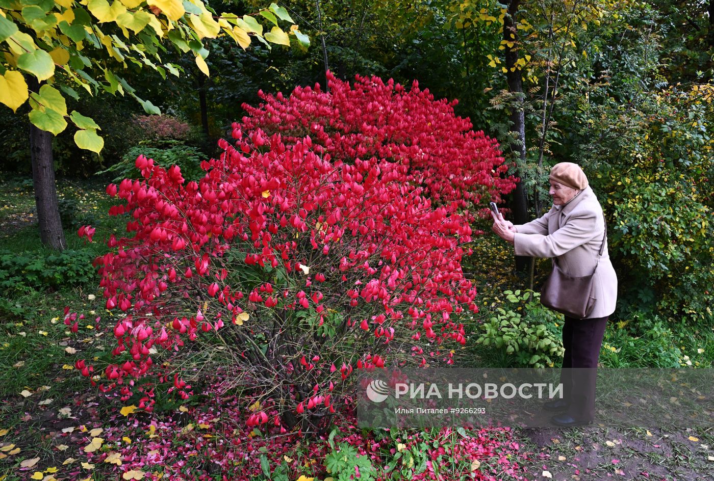 Золотая осень в Москве